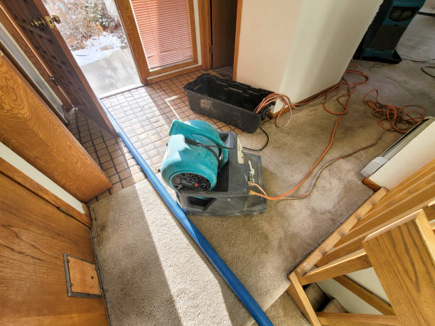 Best Professional water damage repair  in Bluff City, TN