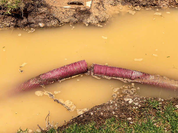 Best Carpet water damage restoration  in Bluff City, TN